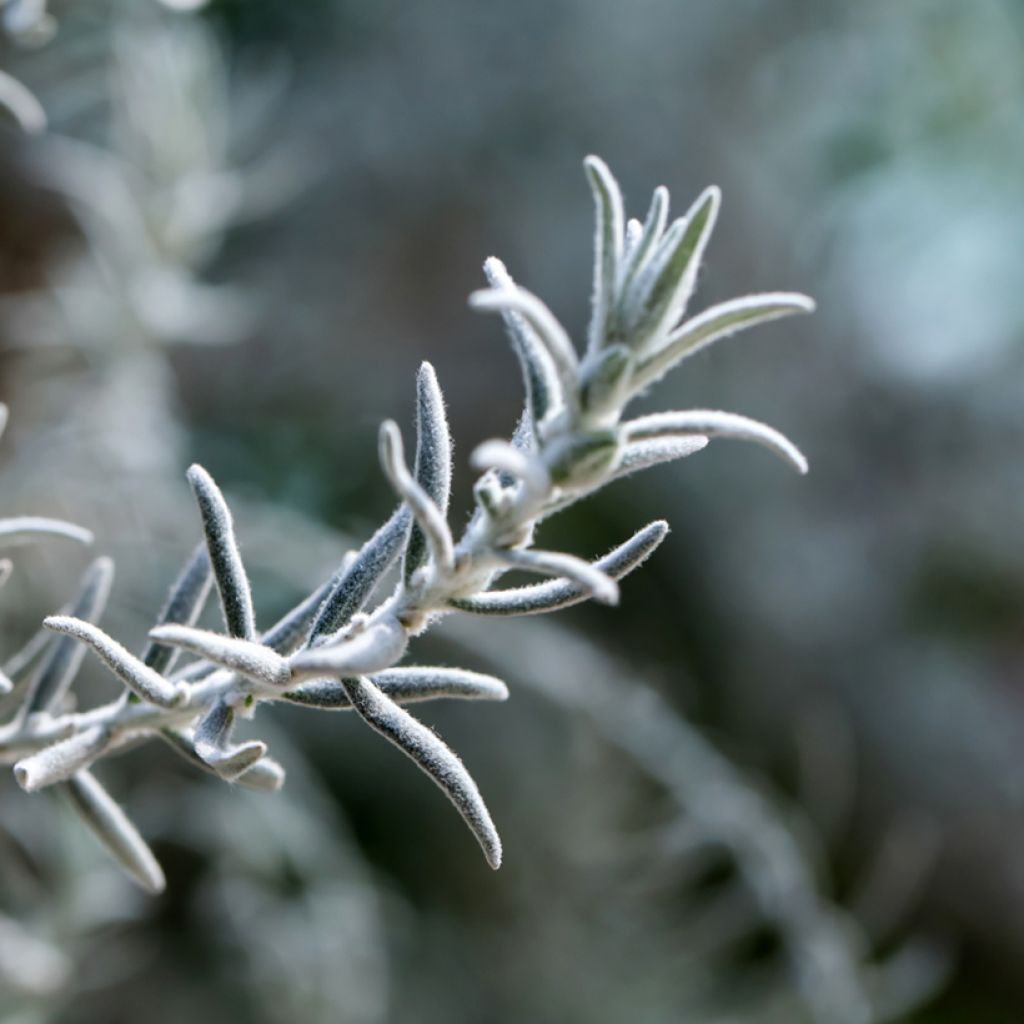 Eremophila nivea