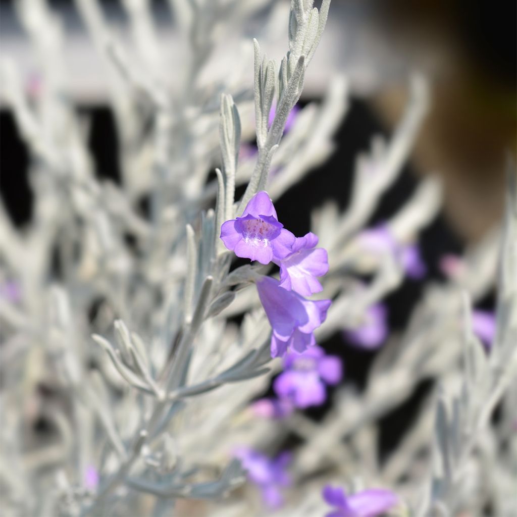 Eremophila nivea - Eremophile soyeuse