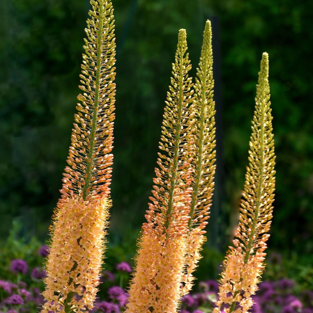 Eremurus stenophyllus Moneymaker - Foxtail Lily