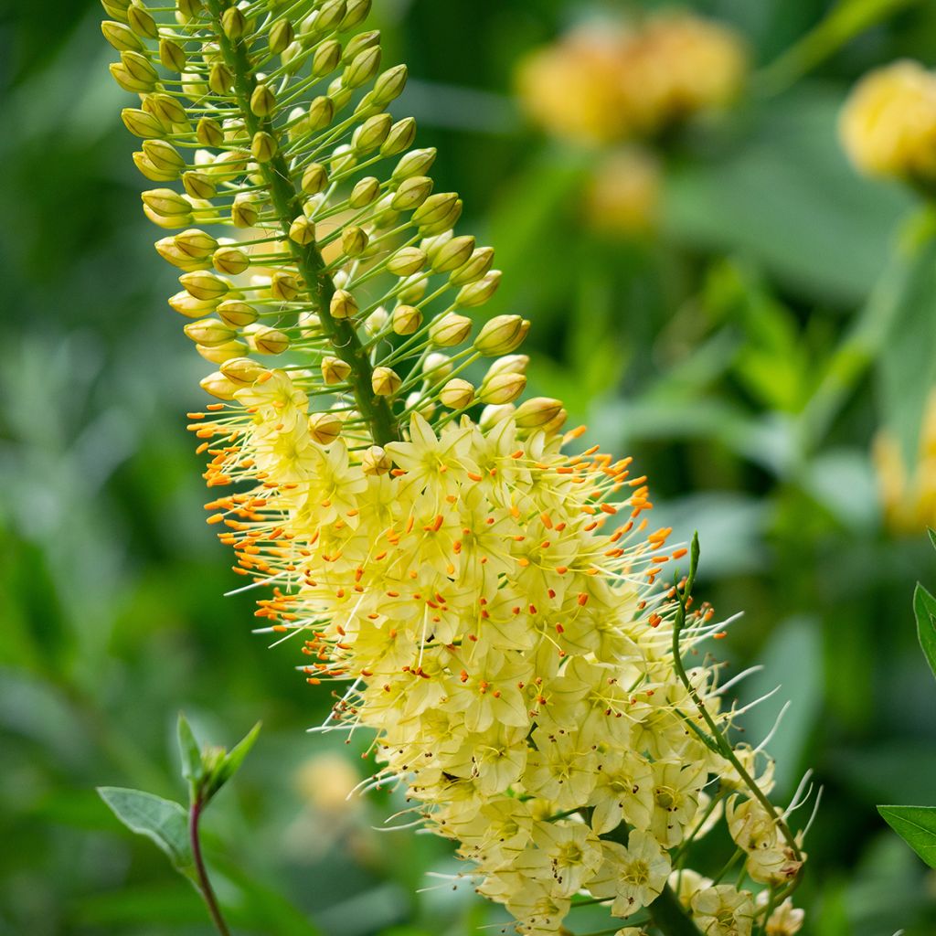 Eremurus bungei - Foxtail Lily