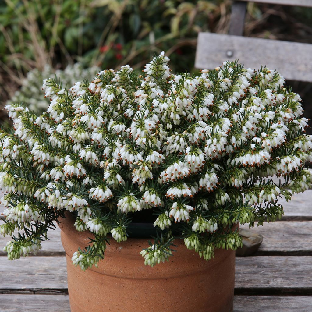 Erica carnea f. alba Schneekuppe - Winter Heath