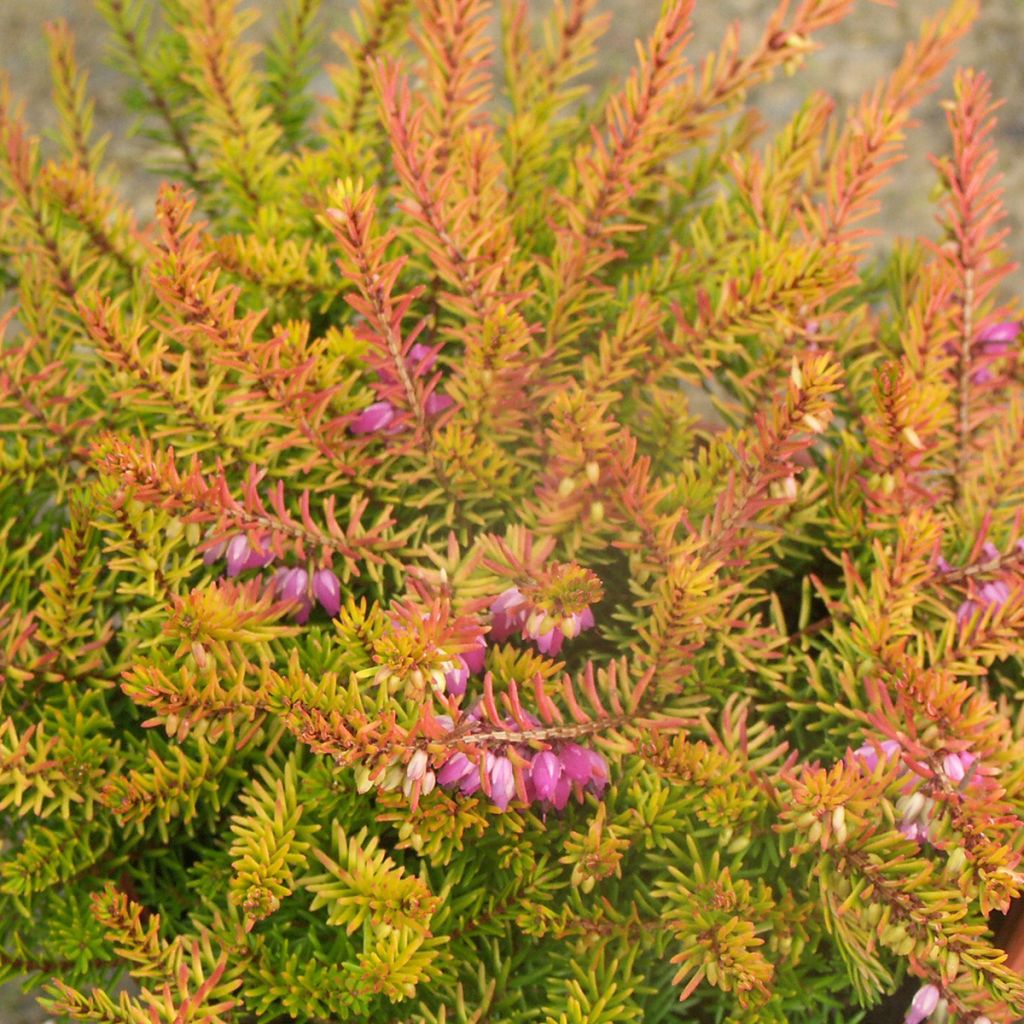 Erica x darleyensis Marie Helen - Winter Heath