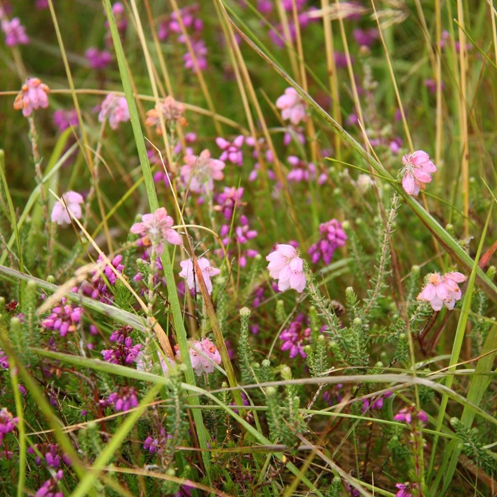 Bruyère des marais - Erica tetralix