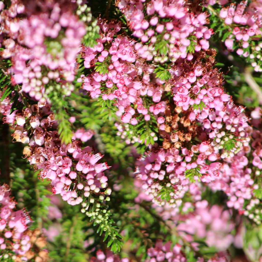 Erica vagans 'Diana Hornibrook'