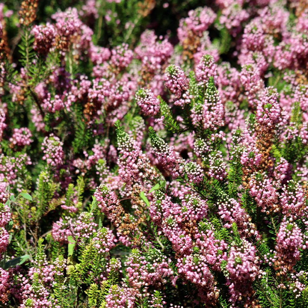 Erica vagans 'Diana Hornibrook'