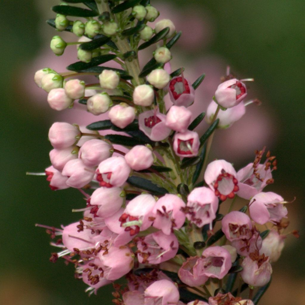 Erica vagans 'Diana Hornibrook'