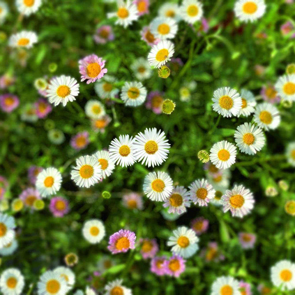 Erigeron karvinskianus Profusion Seeds - Mexican Daisy