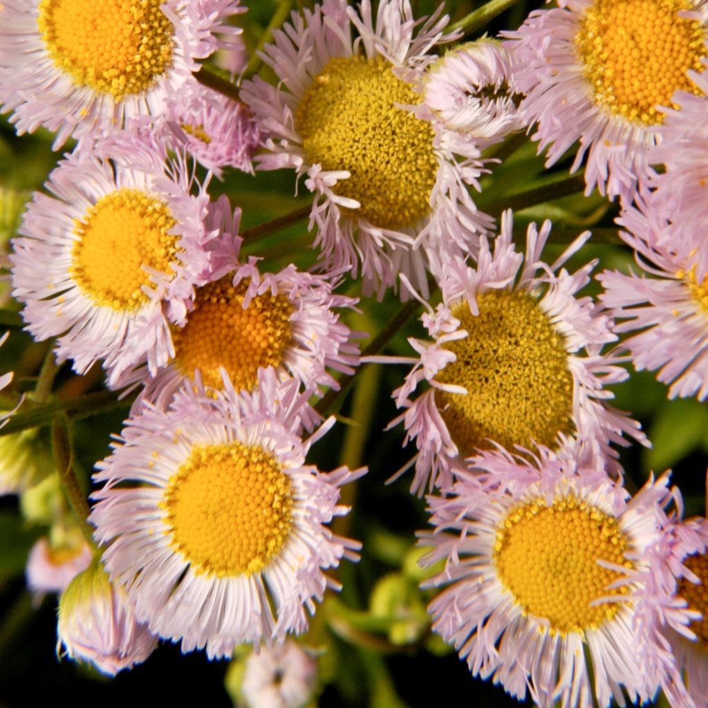 Erigeron philadelphicus