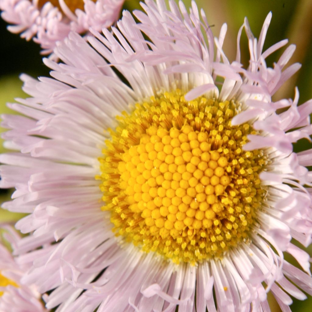 Erigeron philadelphicus