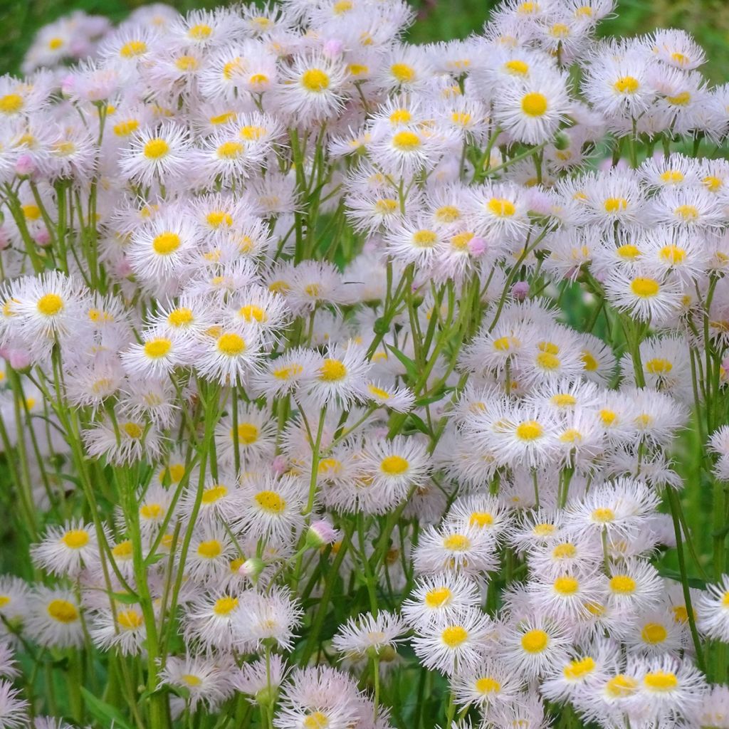 Erigeron philadelphicus