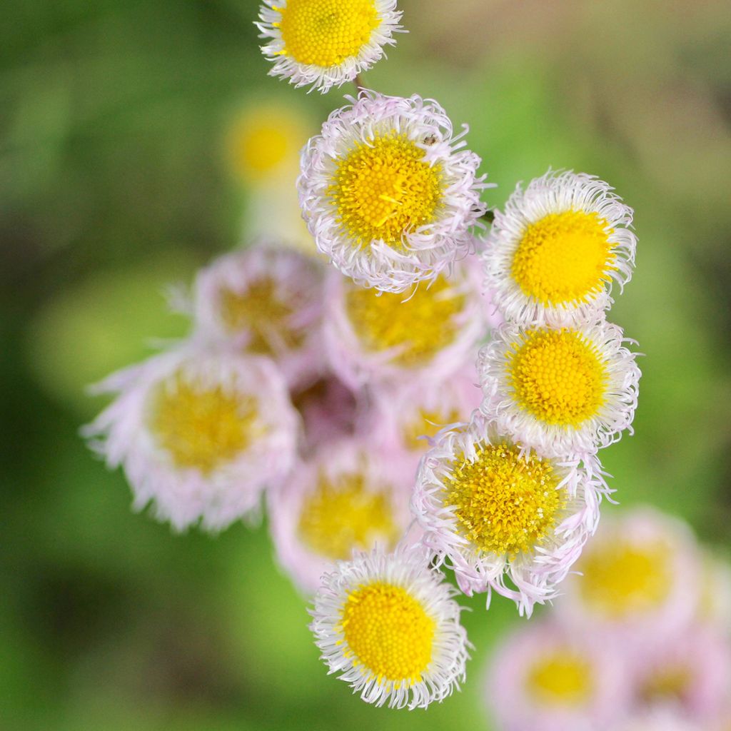 Erigeron philadelphicus