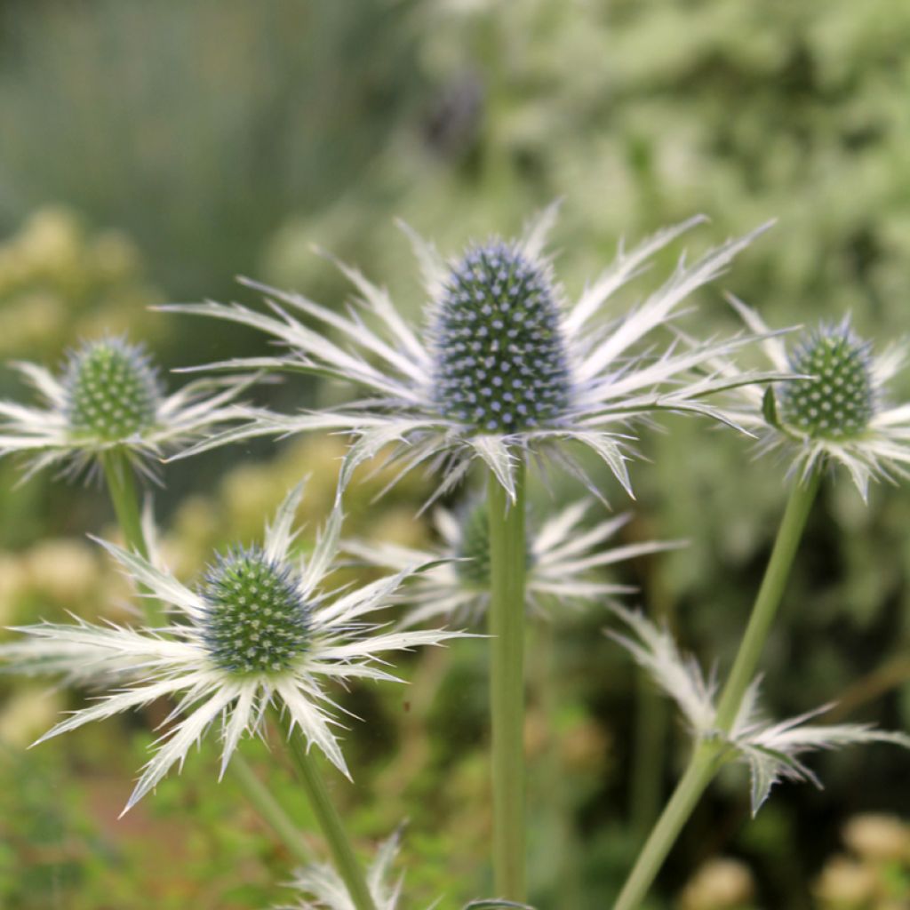 Eryngium zabelii Jos Eijking