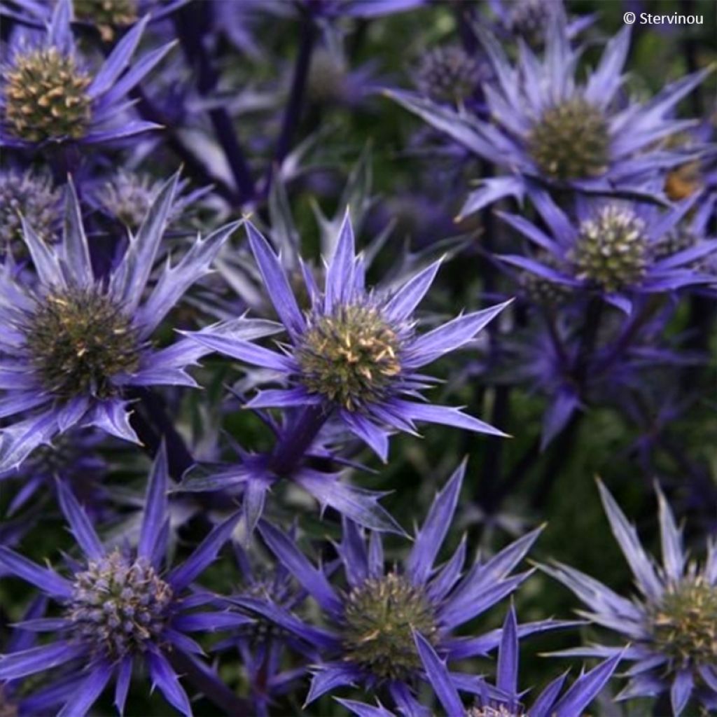 Eryngium bourgatii Pico's Amethyst