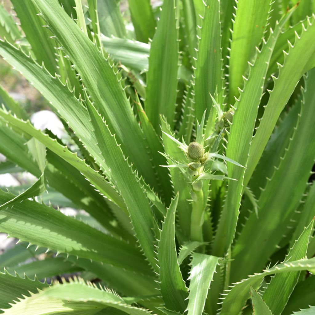 Eryngium agavifolium