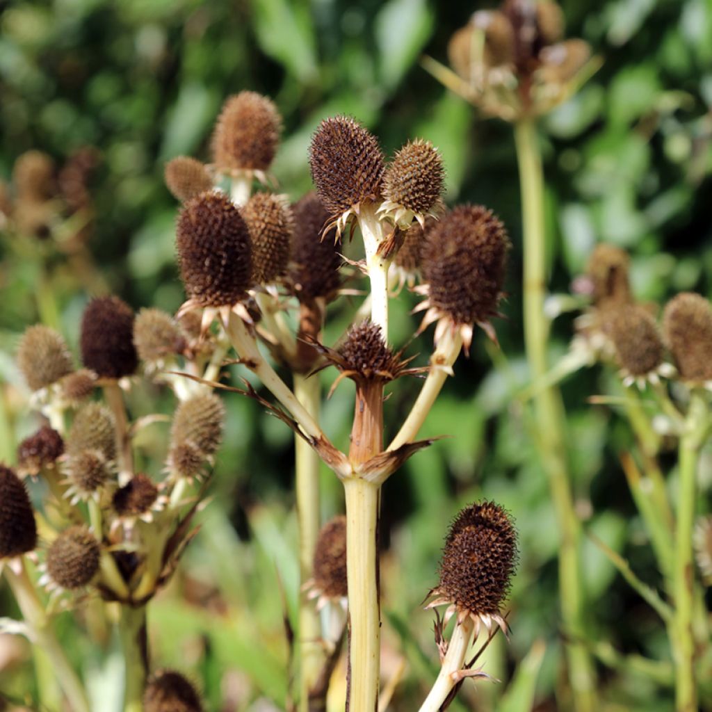 Eryngium agavifolium