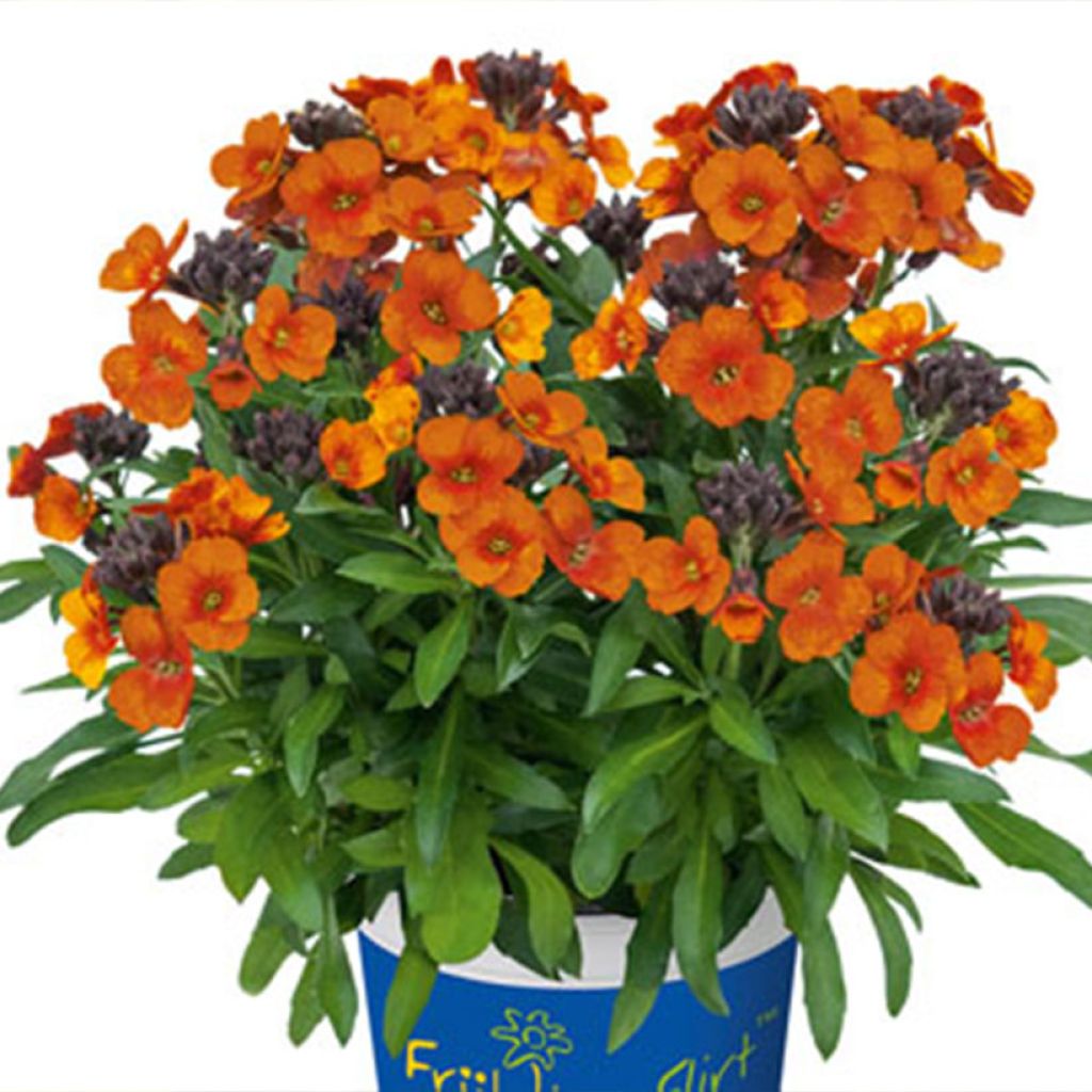 Erysimum Winter Touch - Wallflower