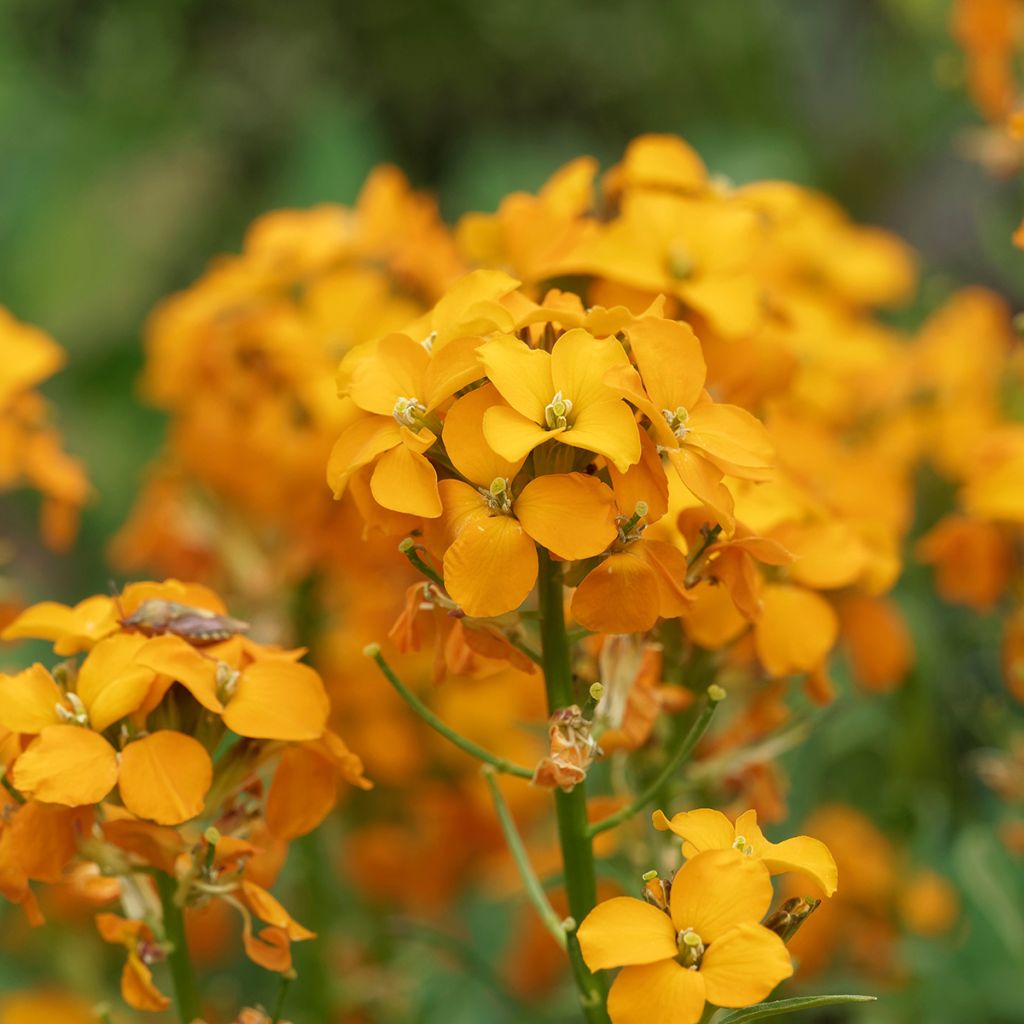 Erysimum allionii Zwerg Mango - Wallflower