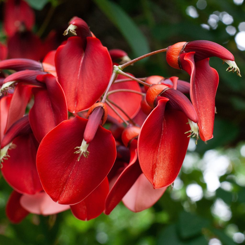 Erythrina crista-galli - Cockspur Coral Tree