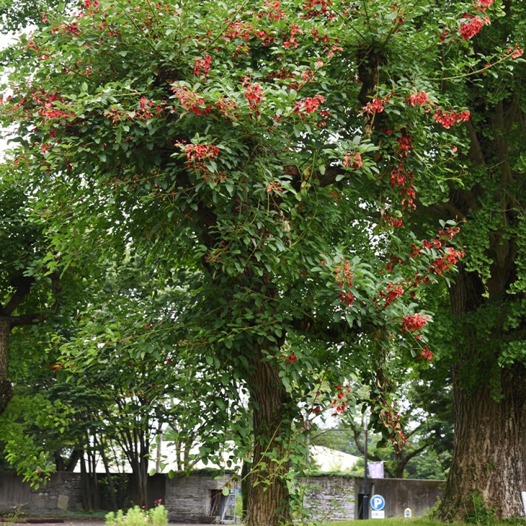 Erythrina crista-galli - Cockspur Coral Tree