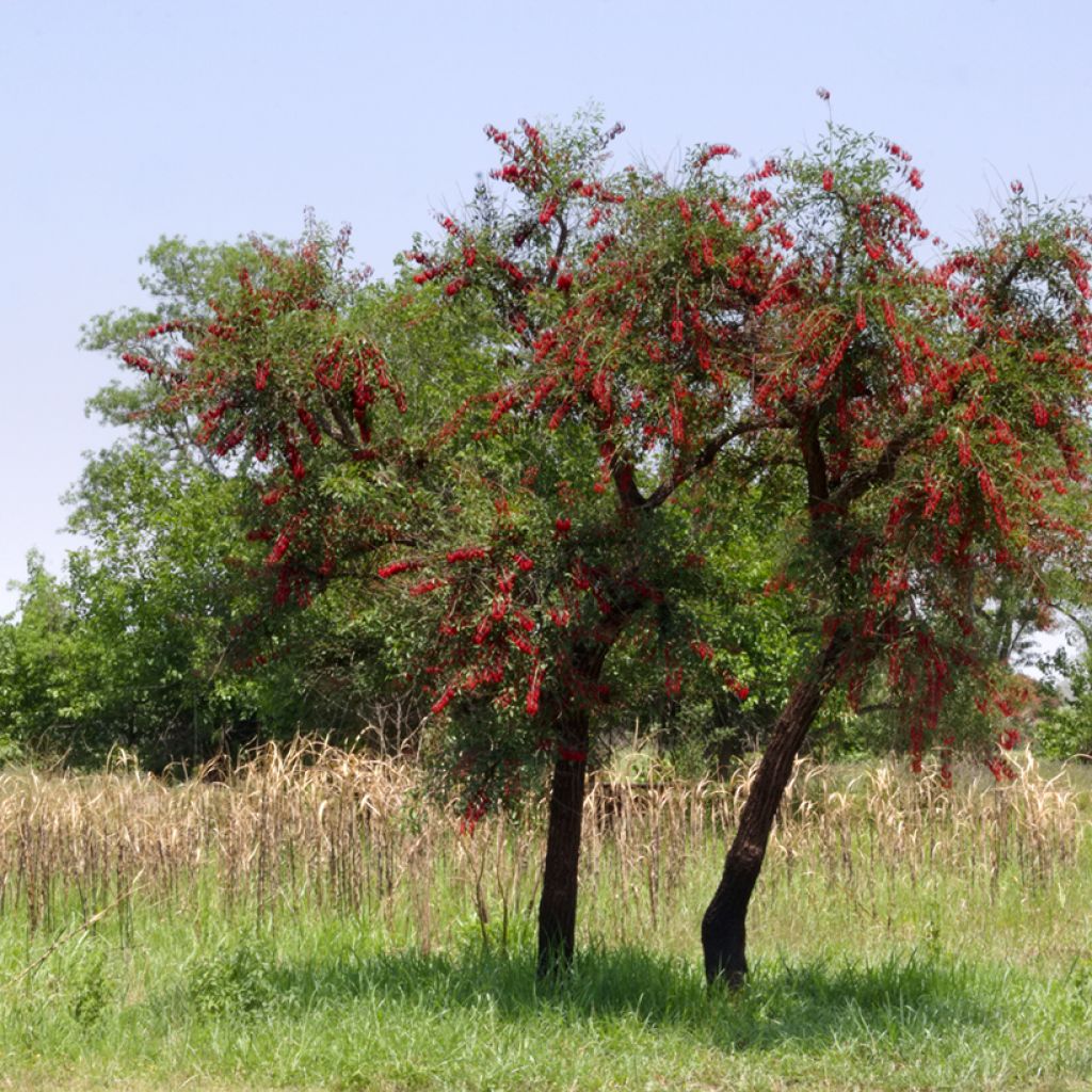Erythrina crista-galli - Cockspur Coral Tree