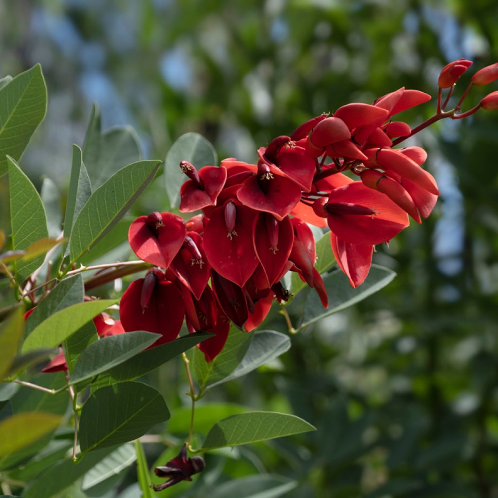 Erythrina crista-galli - Cockspur Coral Tree