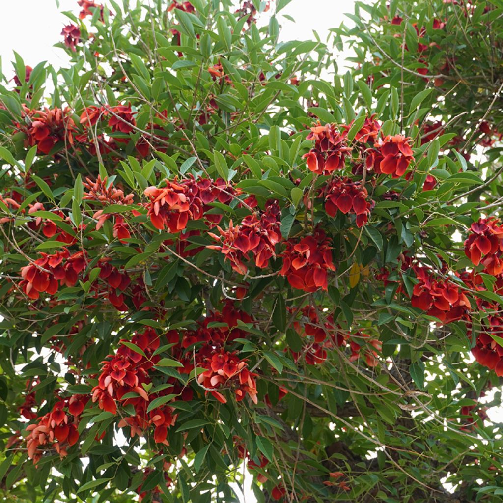 Erythrina crista-galli - Cockspur Coral Tree