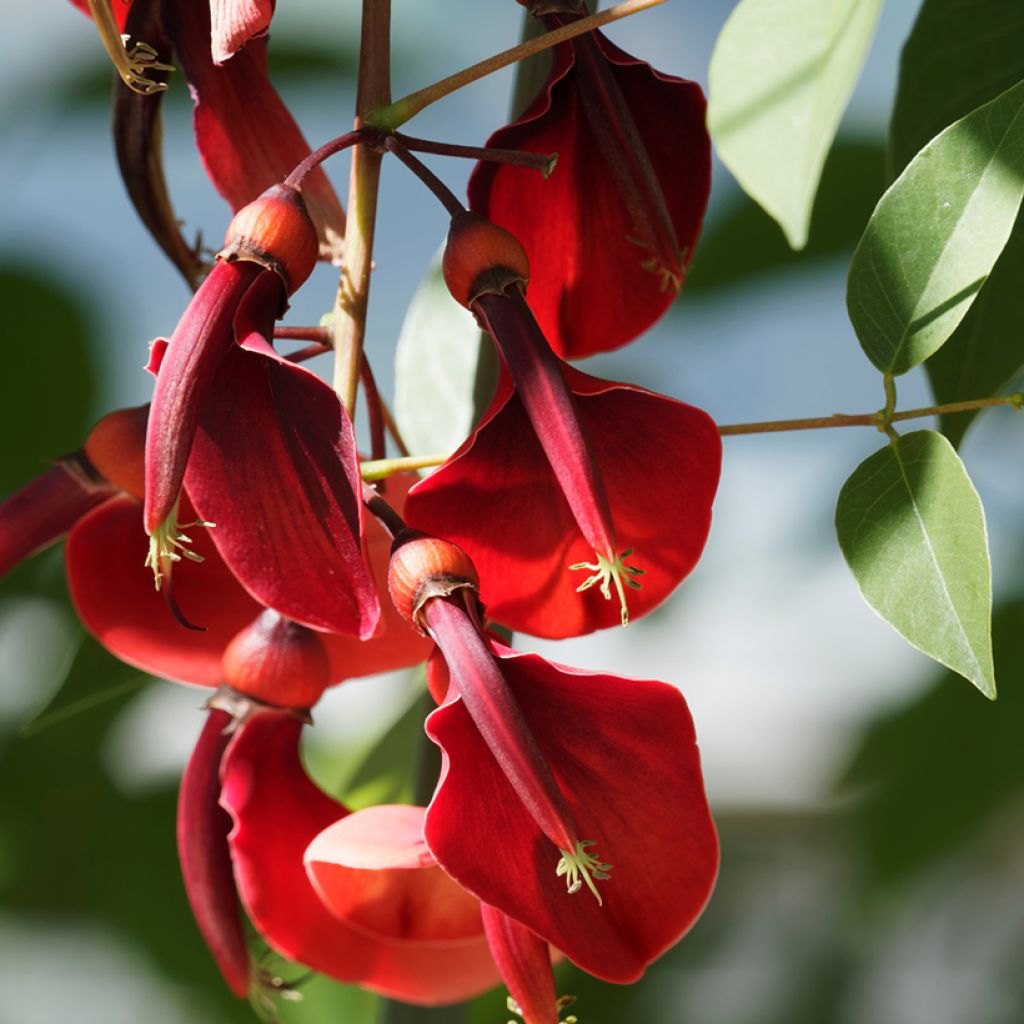 Erythrina crista-galli Compacta - Cockspur Coral Tree