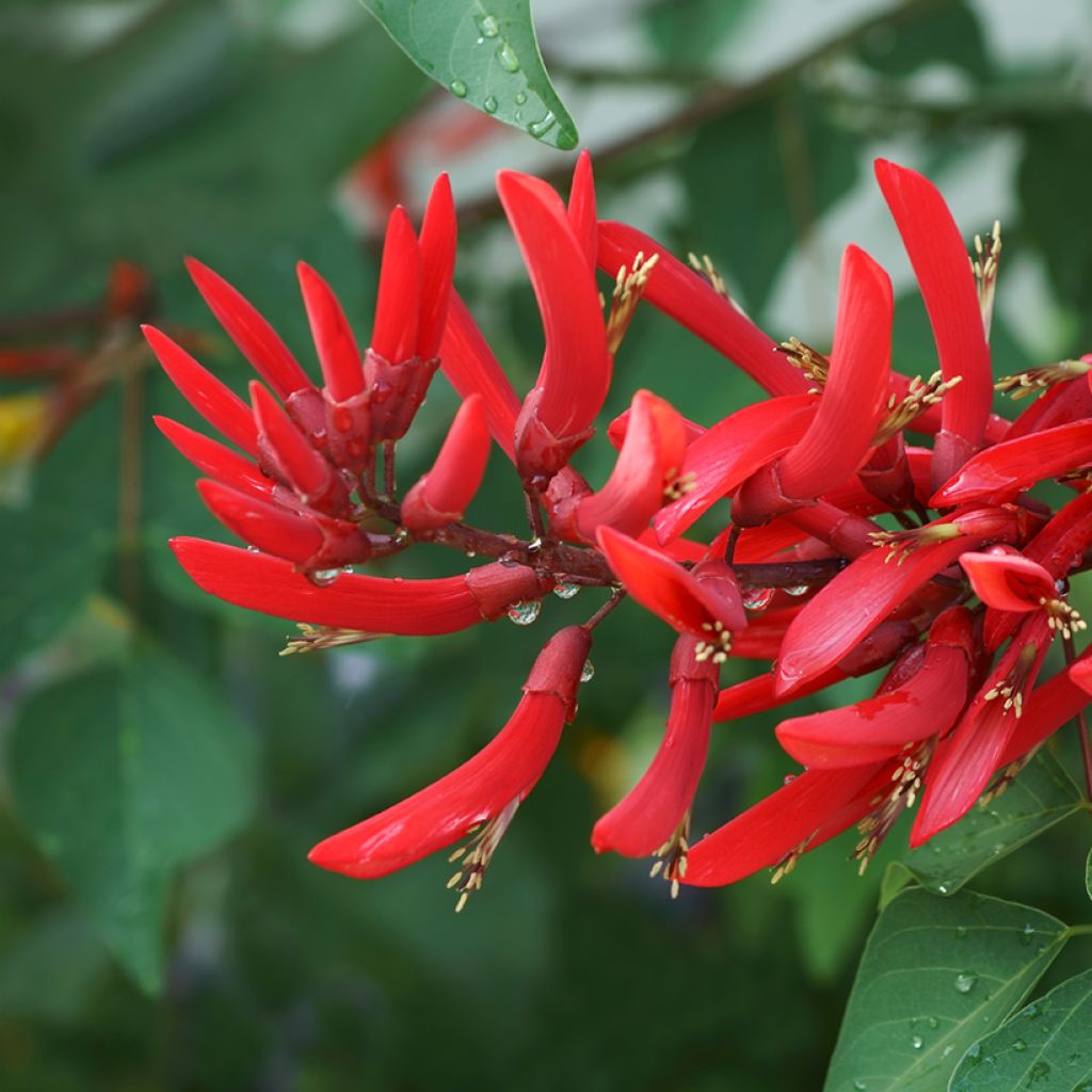 Erythrina x bidwillii - Coral Tree