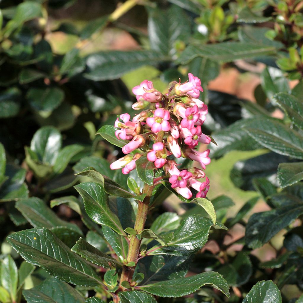 Escallonia rubra var. macrantha