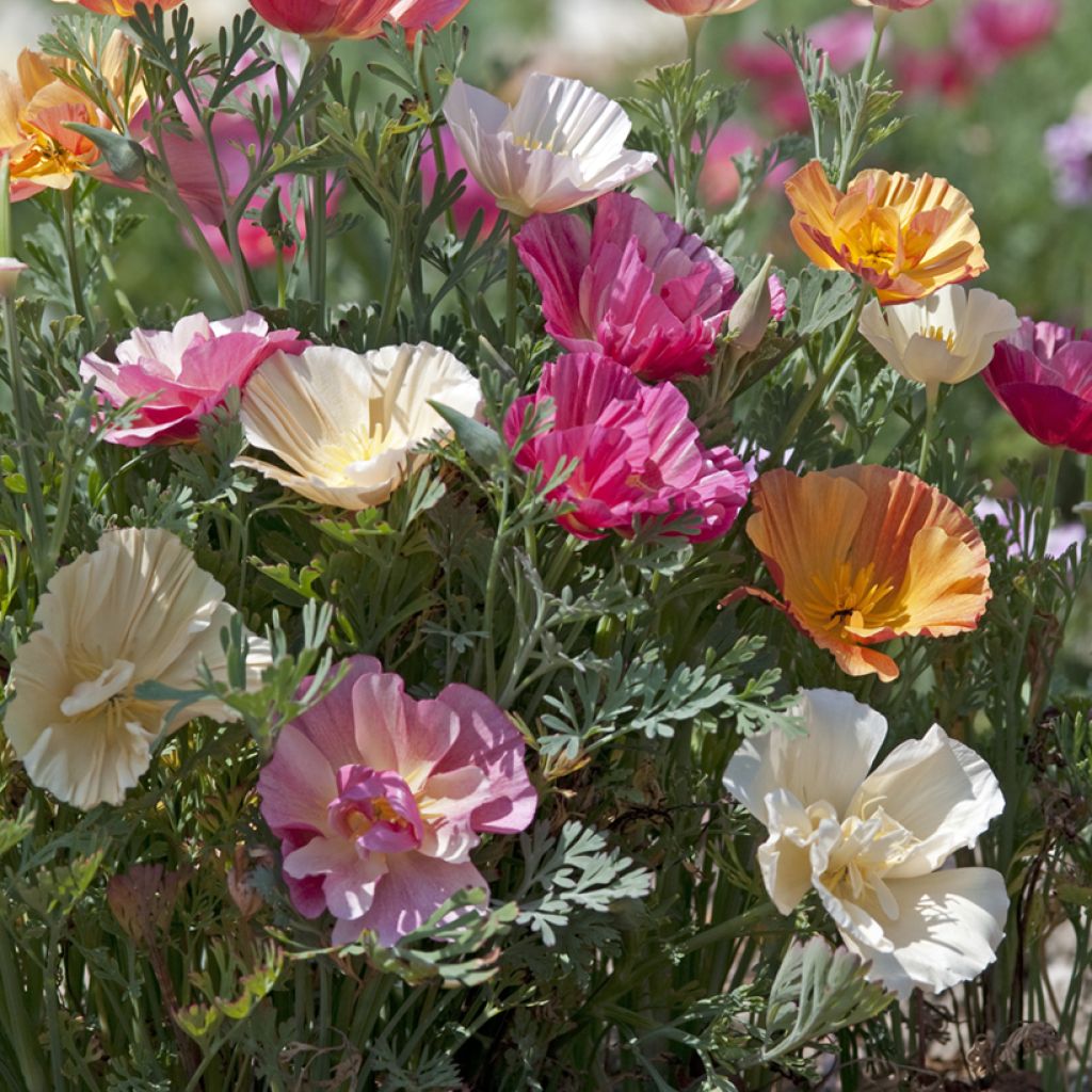 Eschscholzia californica Thai Silk Formula Mixture - California poppy seeds