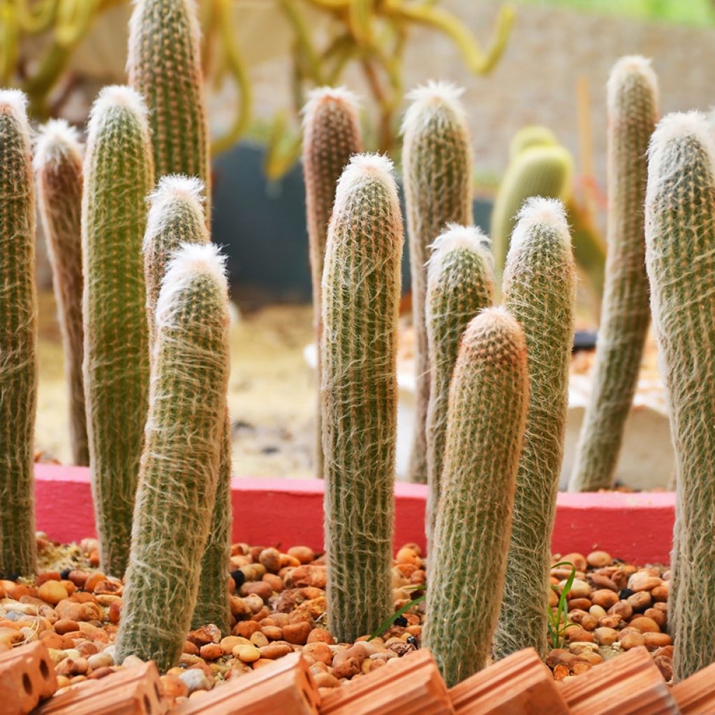 Espostoa churinensis - Cactus