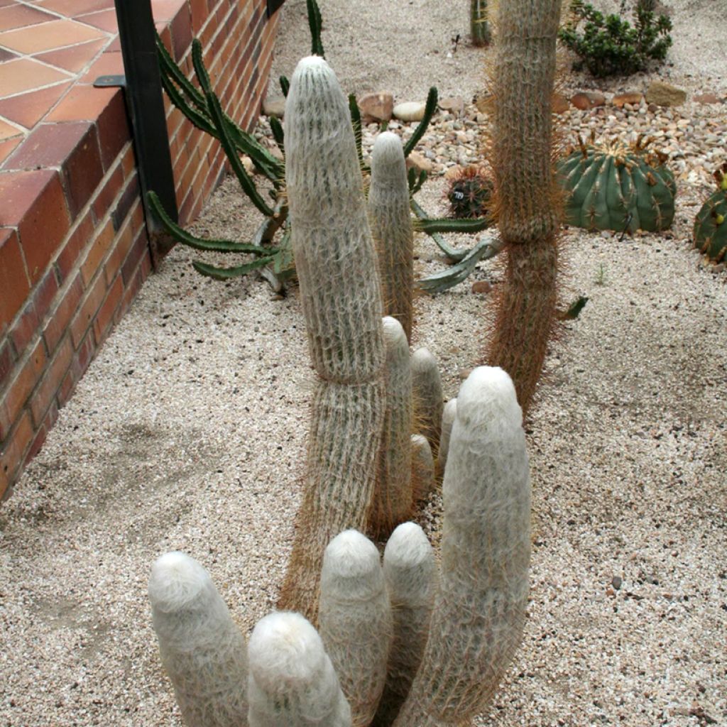 Espostoa churinensis - Cactus