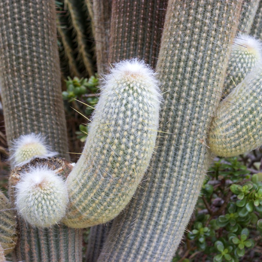 Espostoa lanata - Peruvian old man cactus
