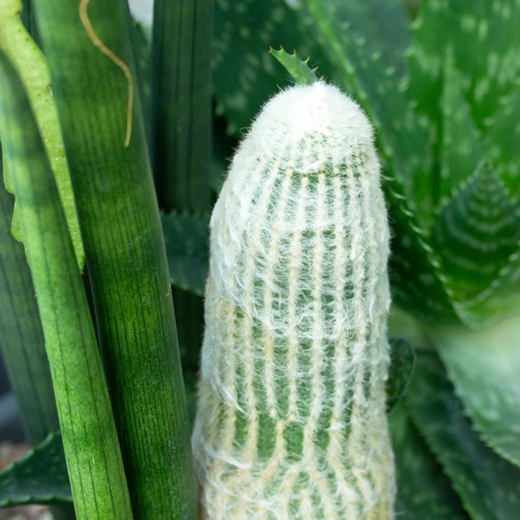 Espostoa lanata - Peruvian old man cactus