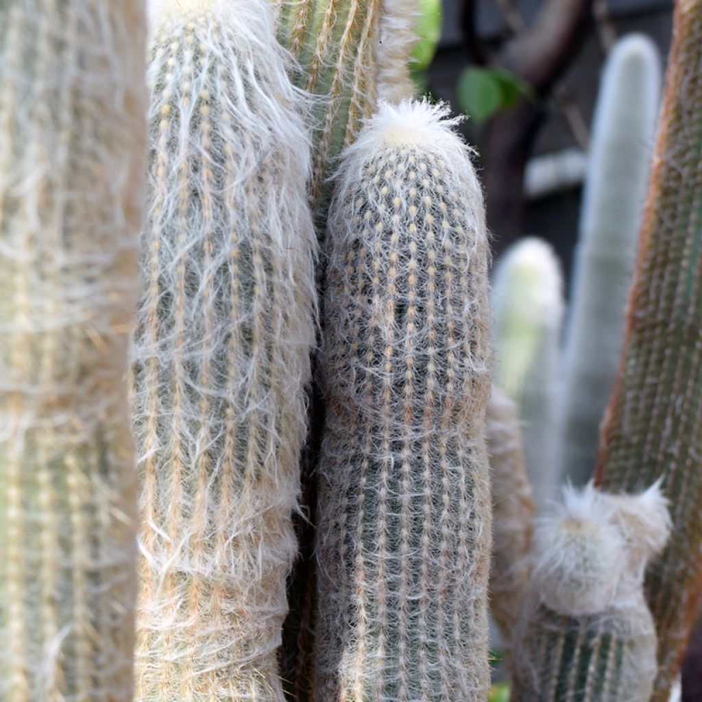 Espostoa lanata - Peruvian old man cactus