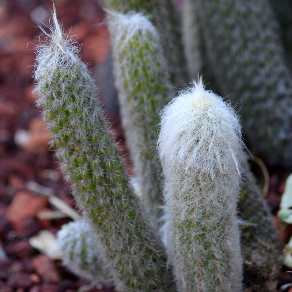 Espostoa lanata - Peruvian old man cactus
