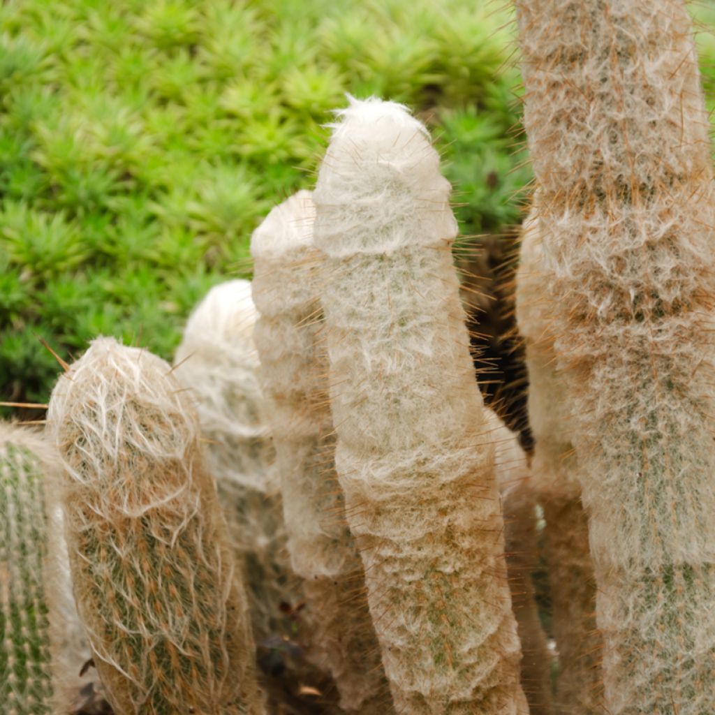 Espostoa lanata - Peruvian old man cactus