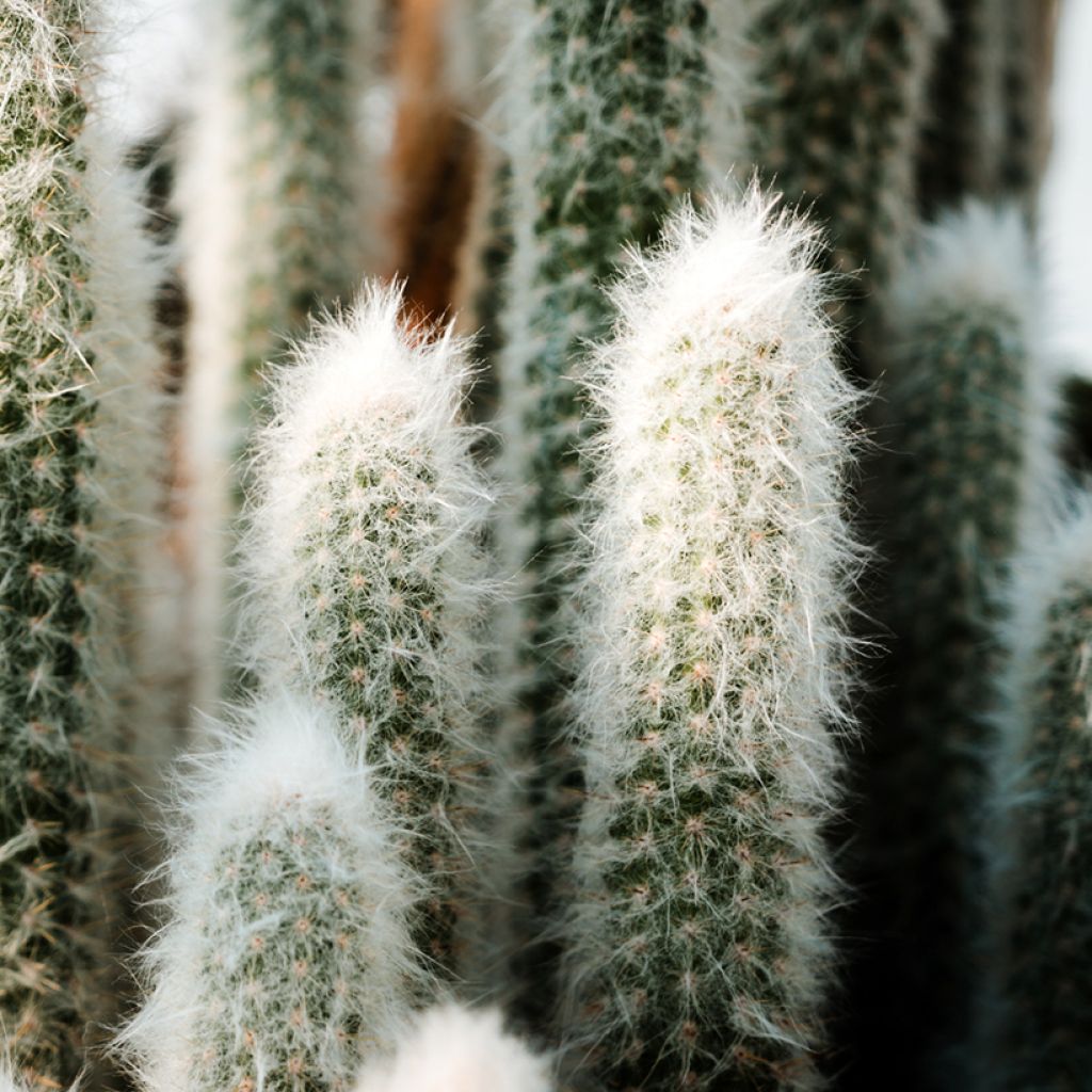 Espostoa lanata - Peruvian old man cactus