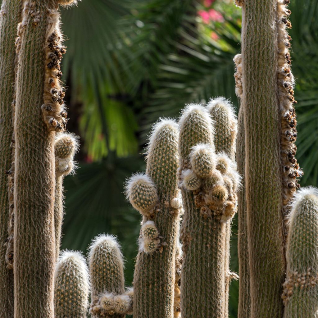 Espostoa lanata - Peruvian old man cactus