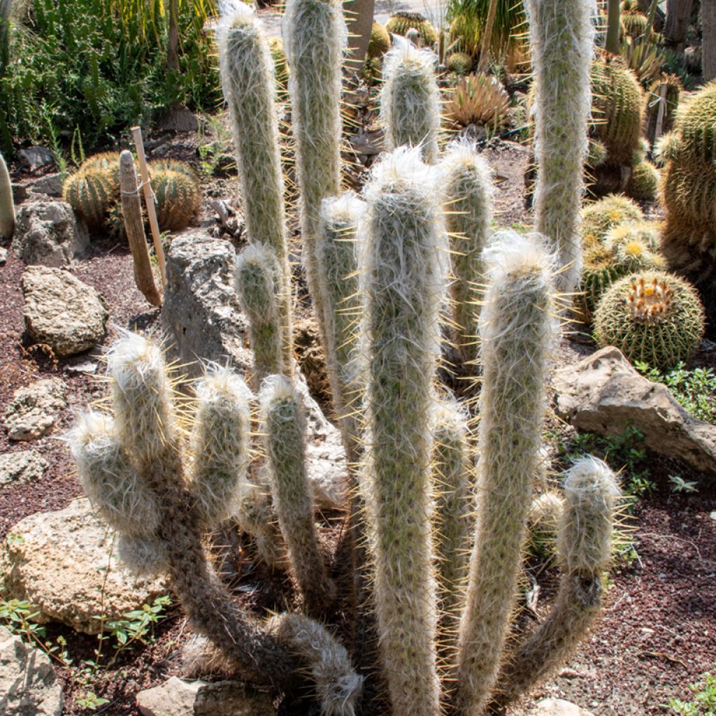 Espostoa lanata - Peruvian old man cactus