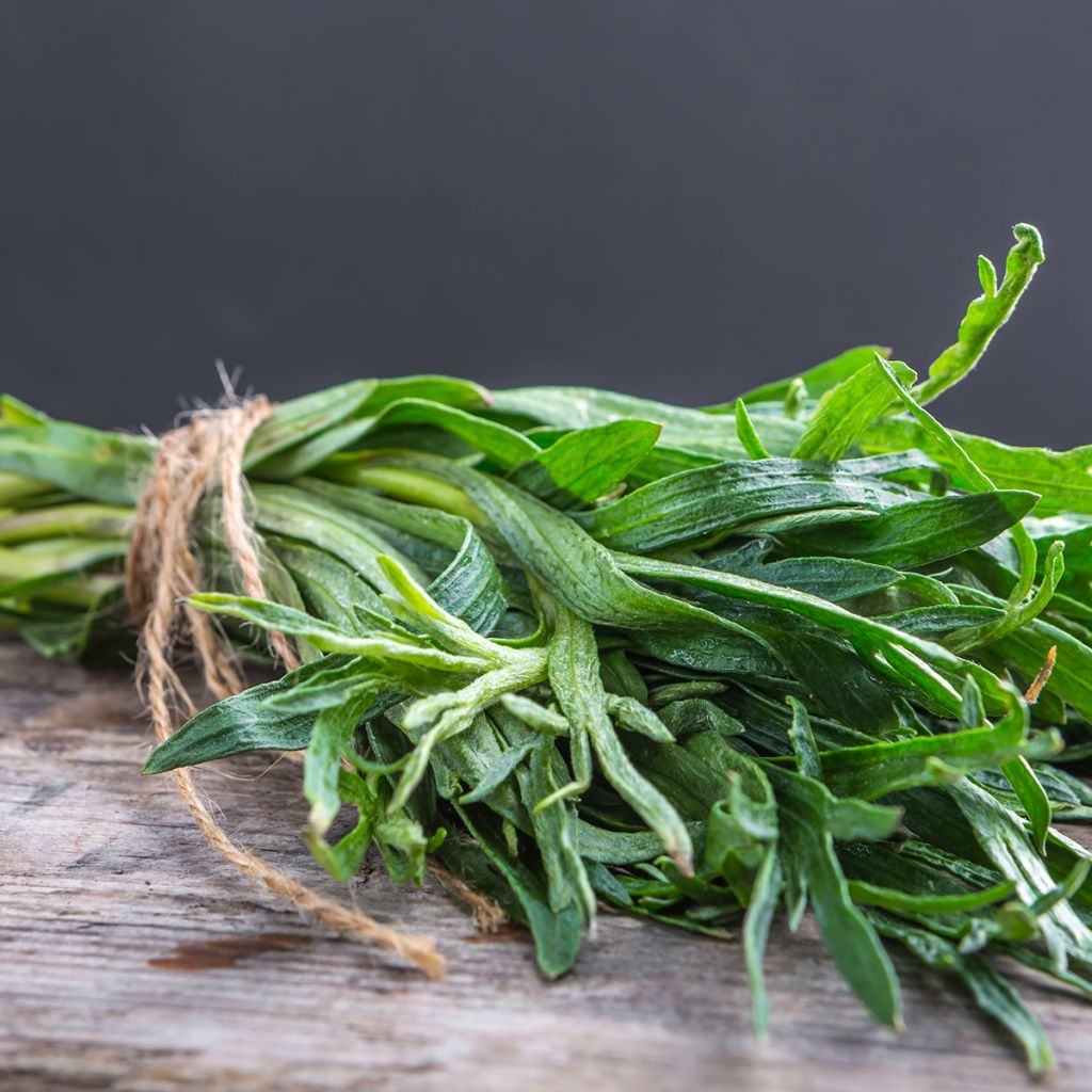 Russian Tarragon - Artemisia redowksi