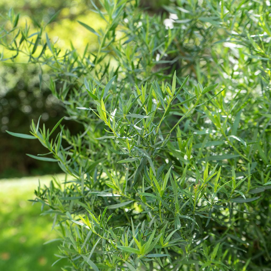 Russian Tarragon - Artemisia redowksi