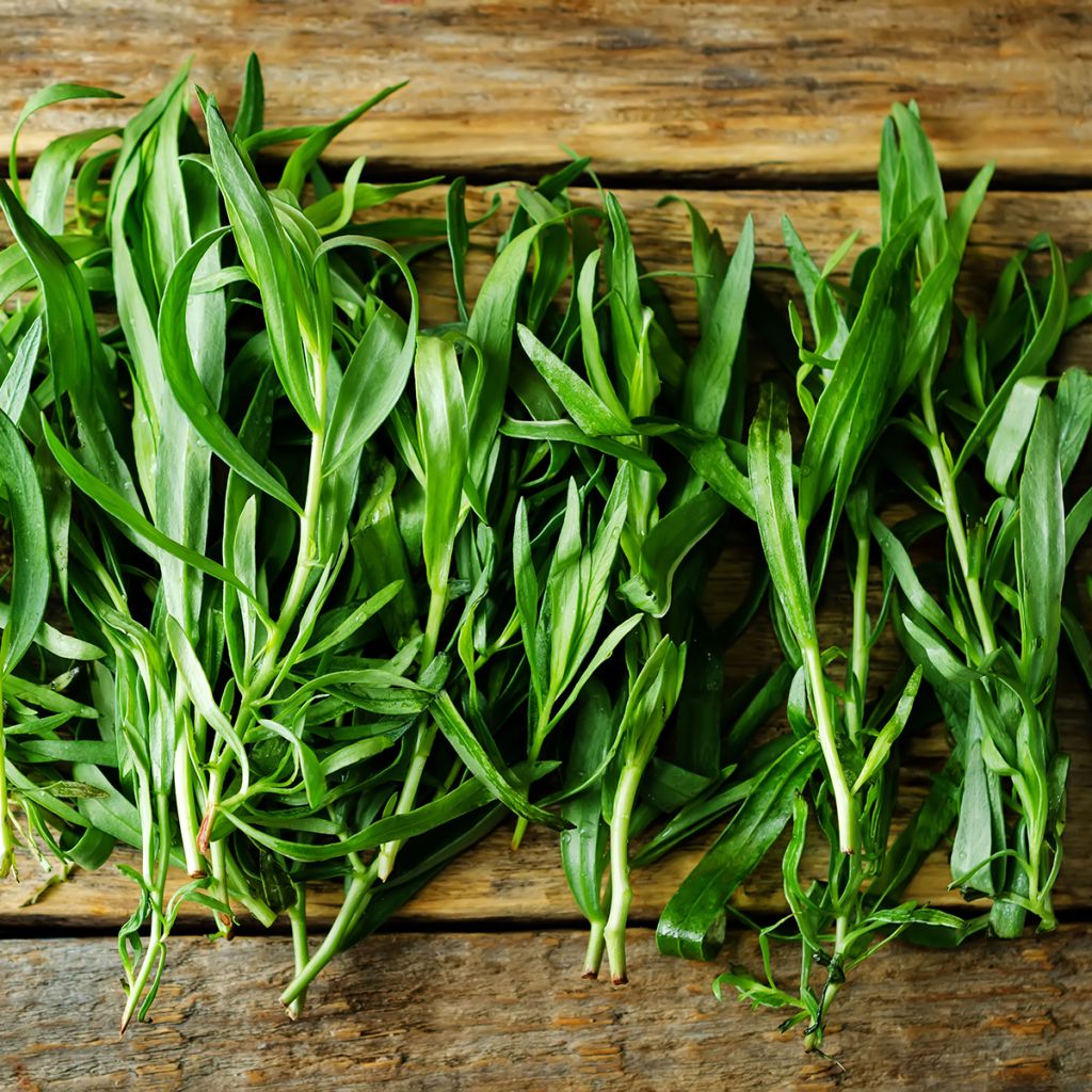 Russian Tarragon - Artemisia redowksi
