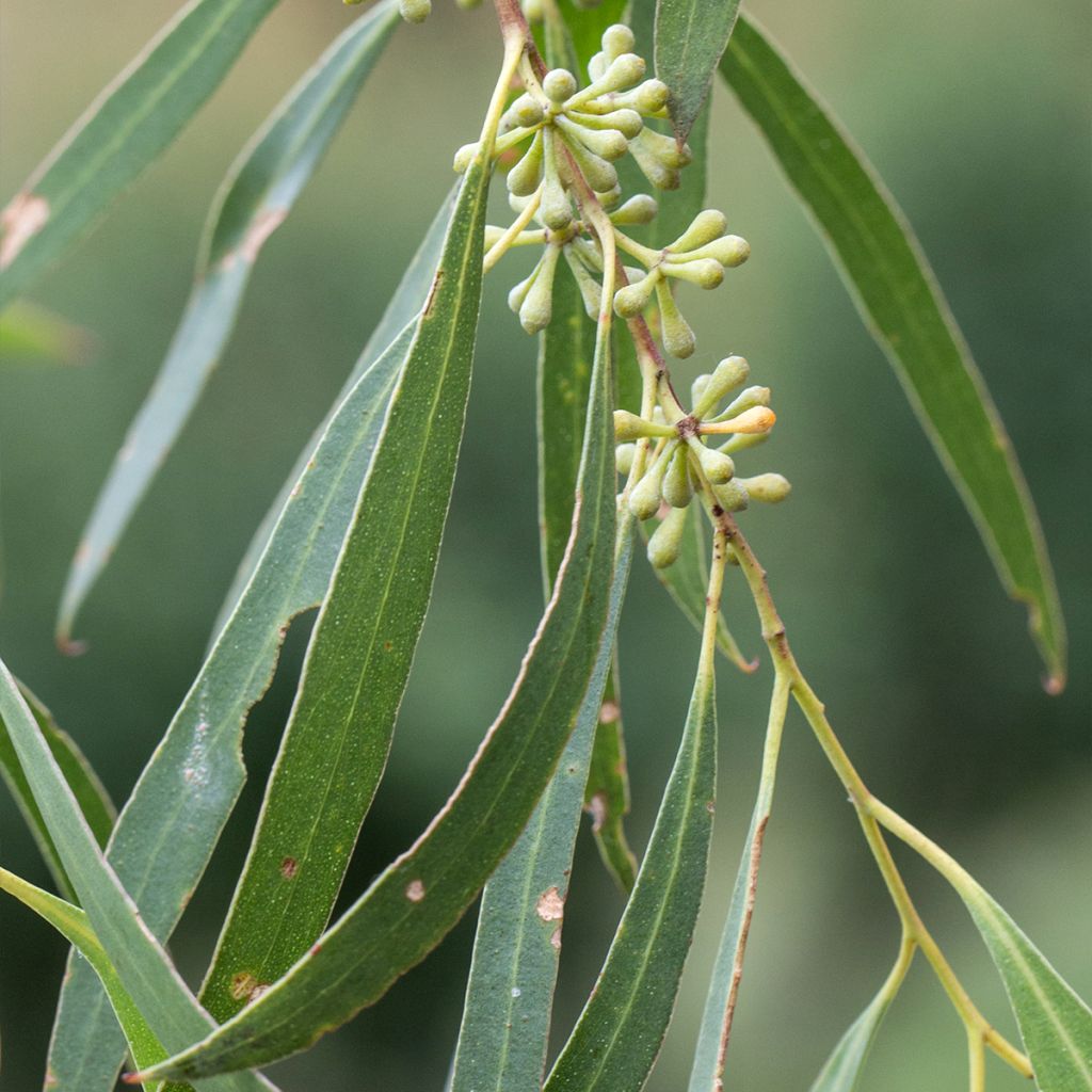 Eucalyptus salicifolia