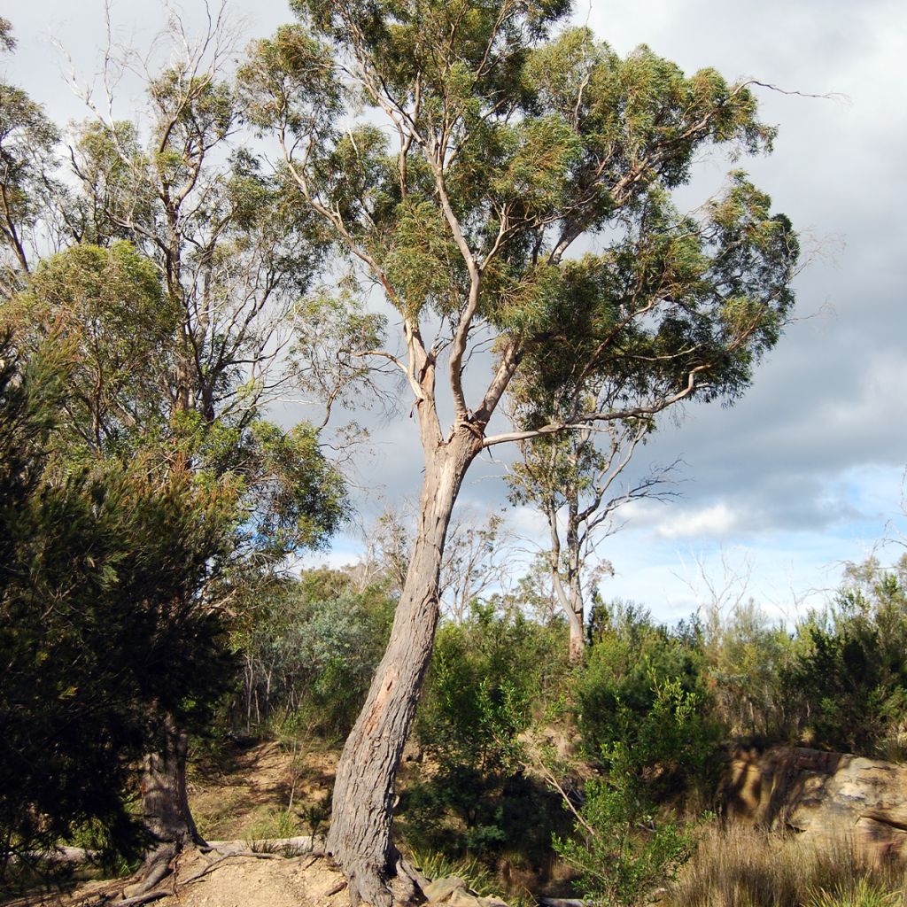 Eucalyptus salicifolia