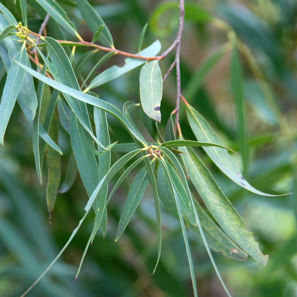 Eucalyptus approximans