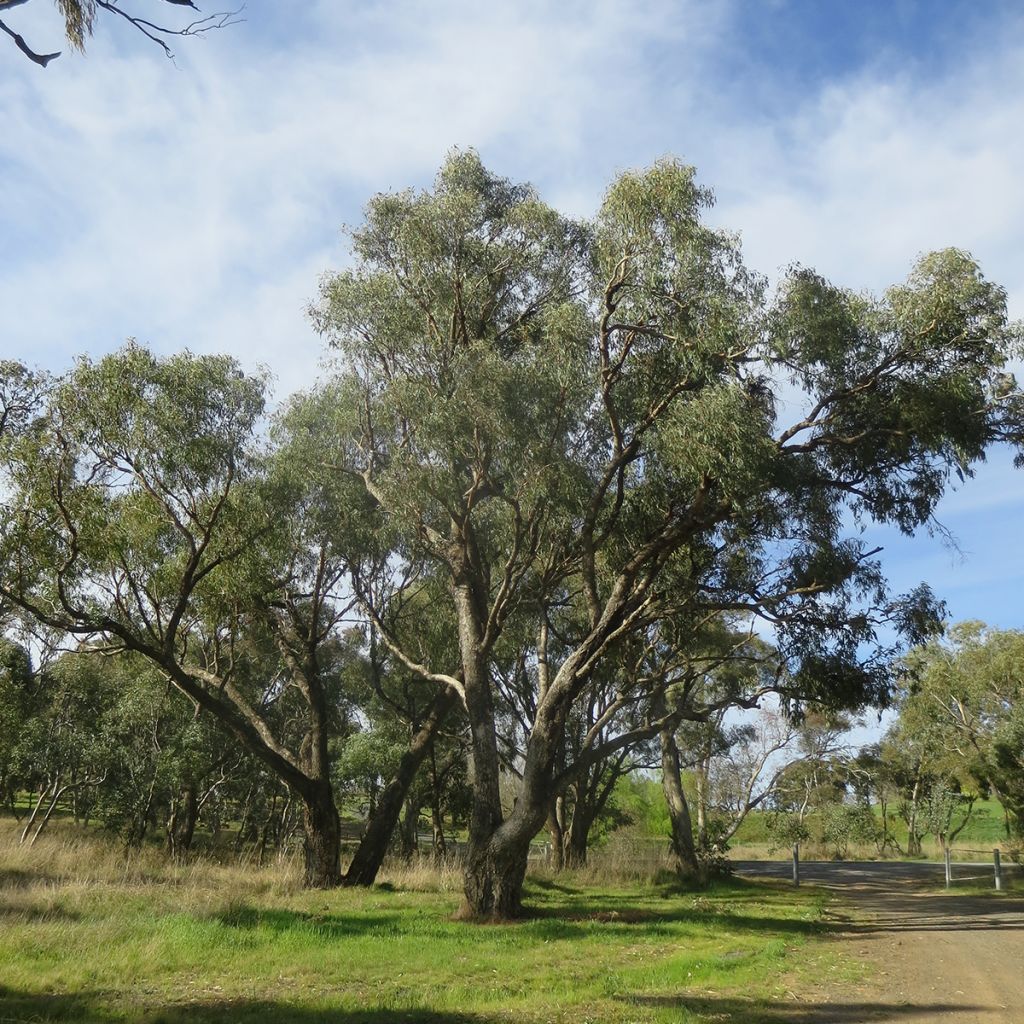 Eucalyptus bridgesiana