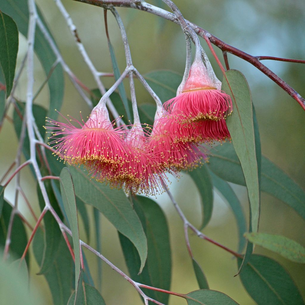 Eucalyptus caesia subsp magna