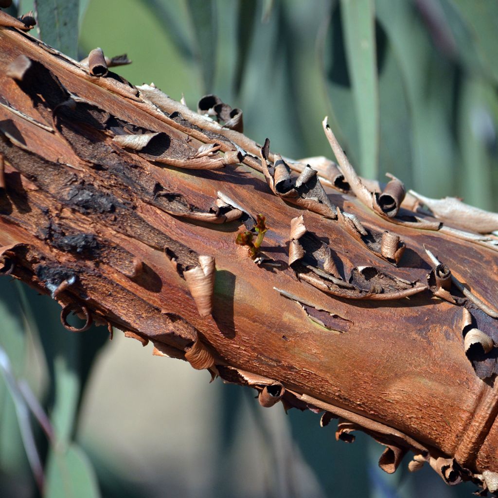 Eucalyptus caesia subsp magna