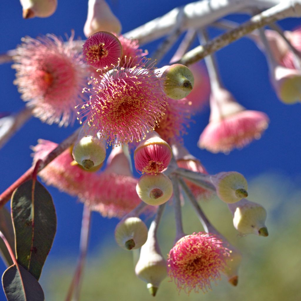 Eucalyptus caesia subsp magna